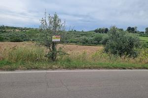 Terreno in c.da triglie a CRISPIANO