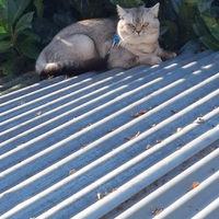 Scottish Straigt per accoppiamento