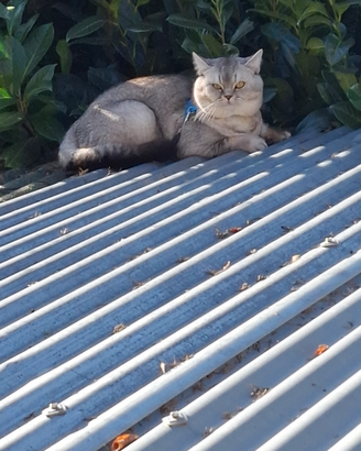 Scottish Straigt per accoppiamento