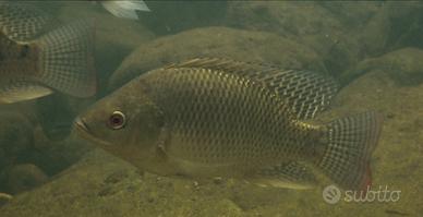 Pesce tilapia