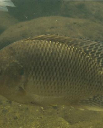 Pesce tilapia