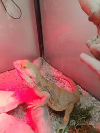 Pogona con teca
