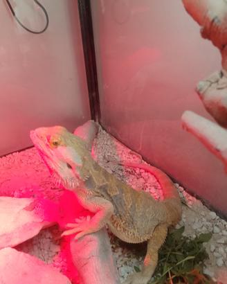 Pogona con teca