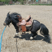 Pony