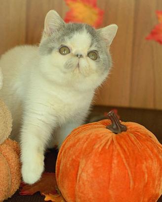 Cucciolo Blu e bianco di gatti Exotic Shorthair 