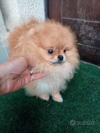 Spitz di Pomerania cucciolo maschio