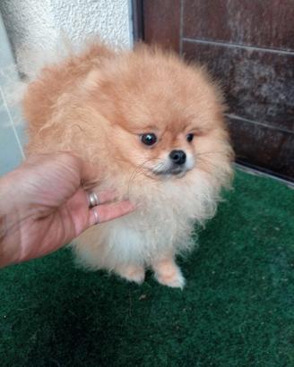 Spitz di Pomerania DNA depositato e Pedigree