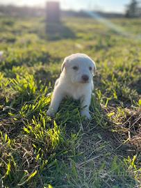 Cuccioli pastore maremmano