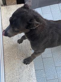 Rinuncia proprietà cane