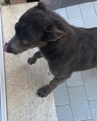 Rinuncia proprietà cane