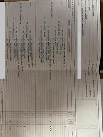 Setter Inglese da caccia