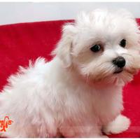 Cuccioli di MALTESE