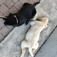 Cuccioli di labrador retriever
