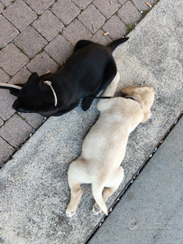 Cuccioli di labrador retriever