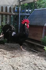 Gallo livornese nero