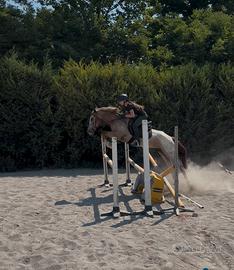 Pony da salto