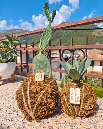 kokedama piante