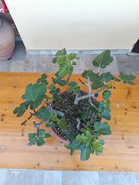pre bonsai boschetto fichi - ficus carica