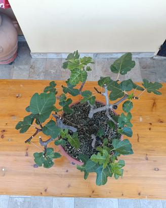 pre bonsai boschetto fichi - ficus carica