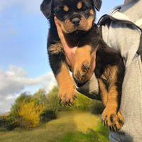 Cuccioli di rottweiler