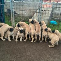 Old English Mastiff (quello vero)