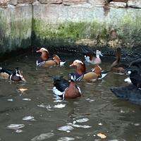 Anatre mandarine,cocincine pavoni