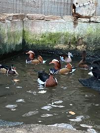 Anatre mandarine,cocincine pavoni