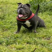American Bully Poket