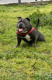 American Bully Poket