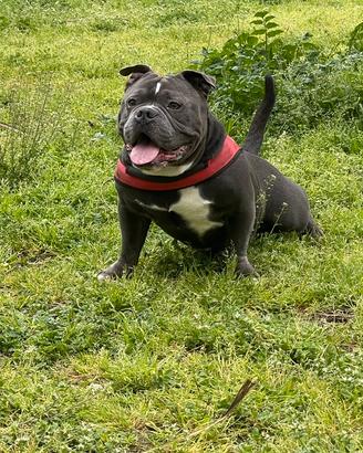 American Bully Poket