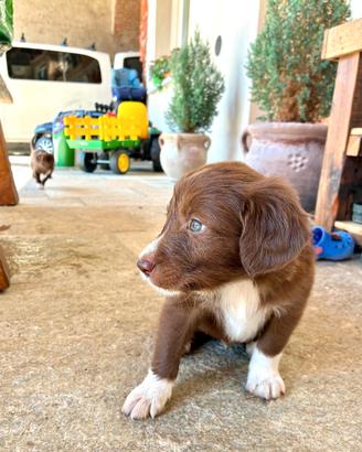 Cuccioli border-setter
