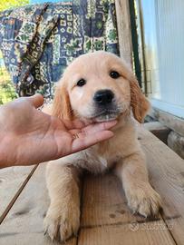 Golden Retriever 