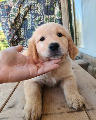 Golden Retriever 