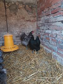 coppia galline orpington 