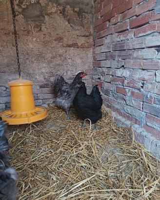 coppia galline orpington 
