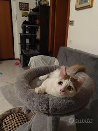 Gattina Munchkin standard