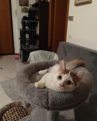 Gattina Munchkin standard
