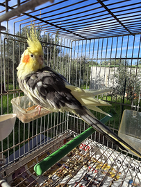 Cambio Calopsite femmina