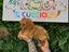 Immagine 2