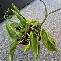 epipremnum shangri la