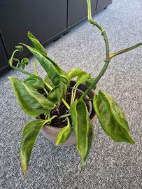 epipremnum shangri la