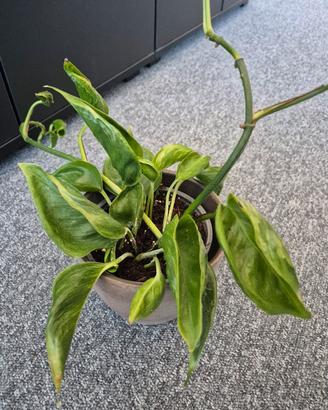 epipremnum shangri la