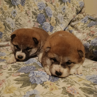 Shiba inu