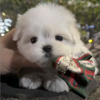 Maltese mini toy