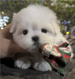Maltese mini toy