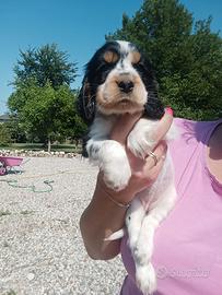 Cuccioli Cocker Spaniel Inglese