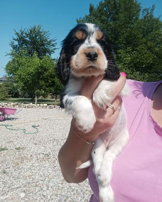Cuccioli Cocker Spaniel Inglese