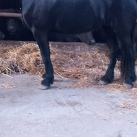 Cavallo Frisone Femmina