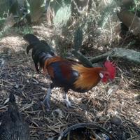 Coppia galline phoenix ornomentali