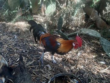 Coppia galline phoenix ornomentali